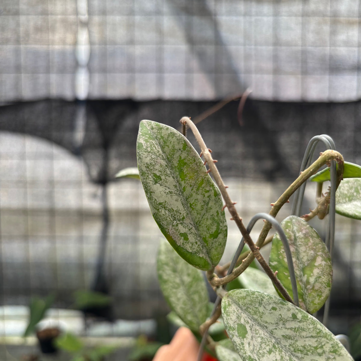 RP22-10	Hoya Carnosa Star Dust