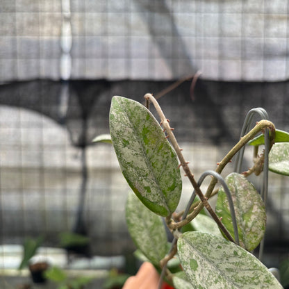 RP22-10	Hoya Carnosa Star Dust