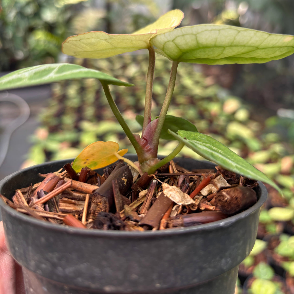 Anthurium Silver Hope Mint x Red Tiger