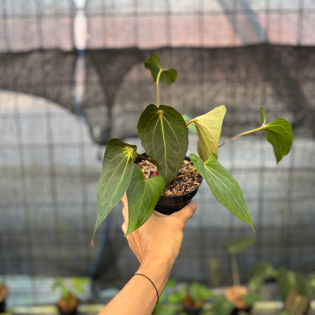 RP9-9 Anthurium Red Spider Selected