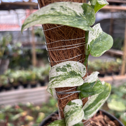 Rhaphidophora Korsthalsii Albo