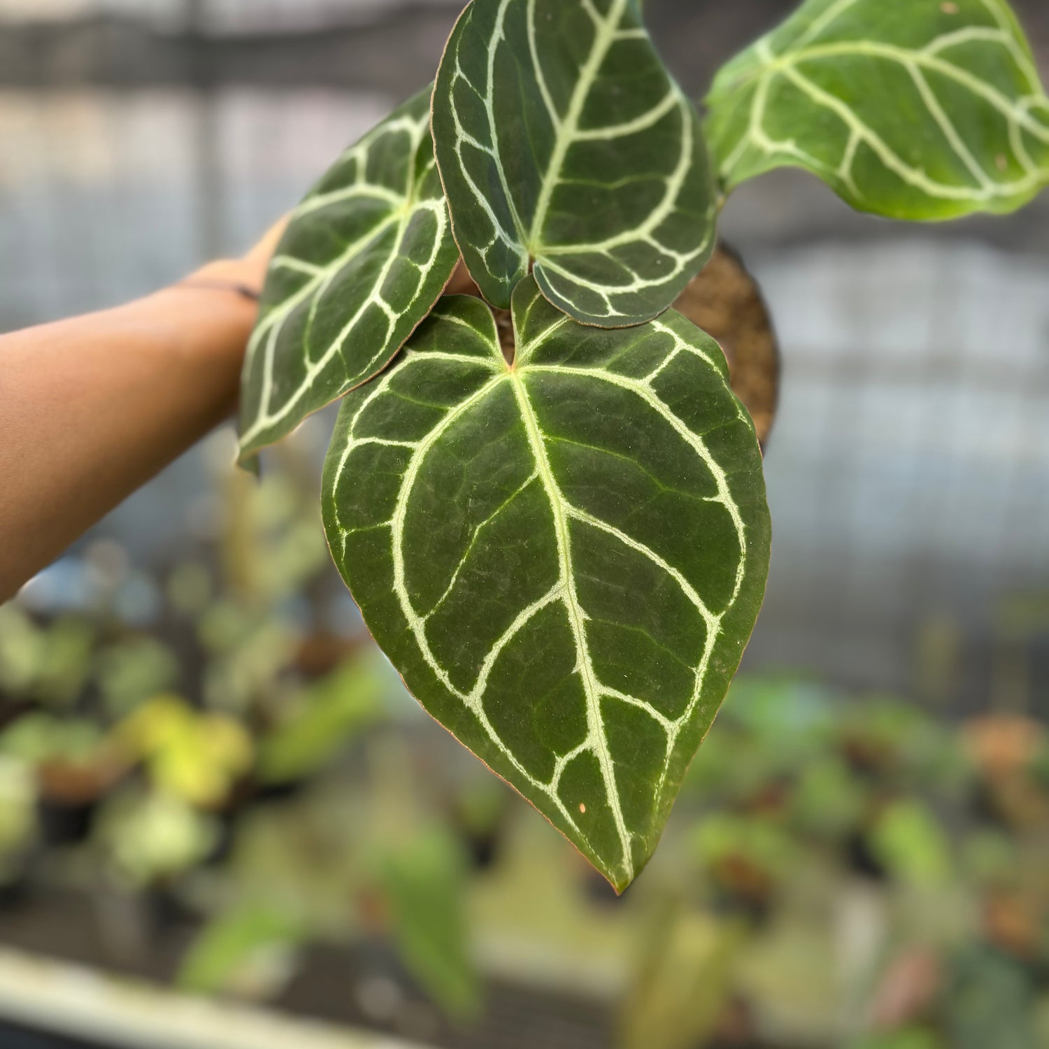 RP17-9 Anthurium Crystallinum Red Stem