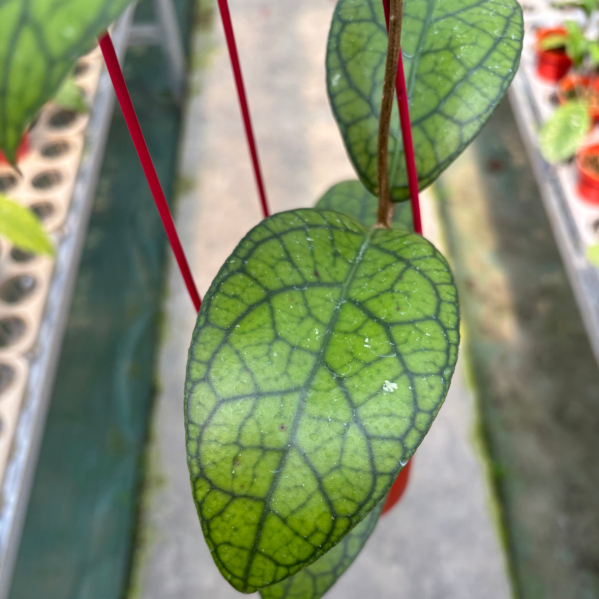 Hoya Callistophylla x Tanggamus