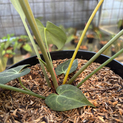 RP19-9 Anthurium Clarinervium Medium Size