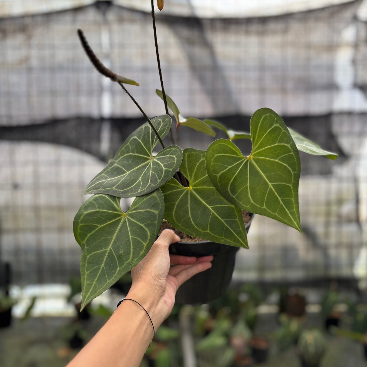RP5-10 Anthurium Clarinervium Hybrid