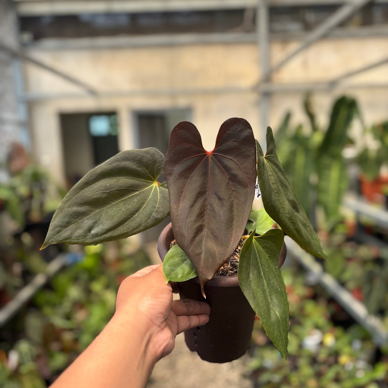 dark blue anthurium Anthurium Blood of Blue – Greenspaces.id
