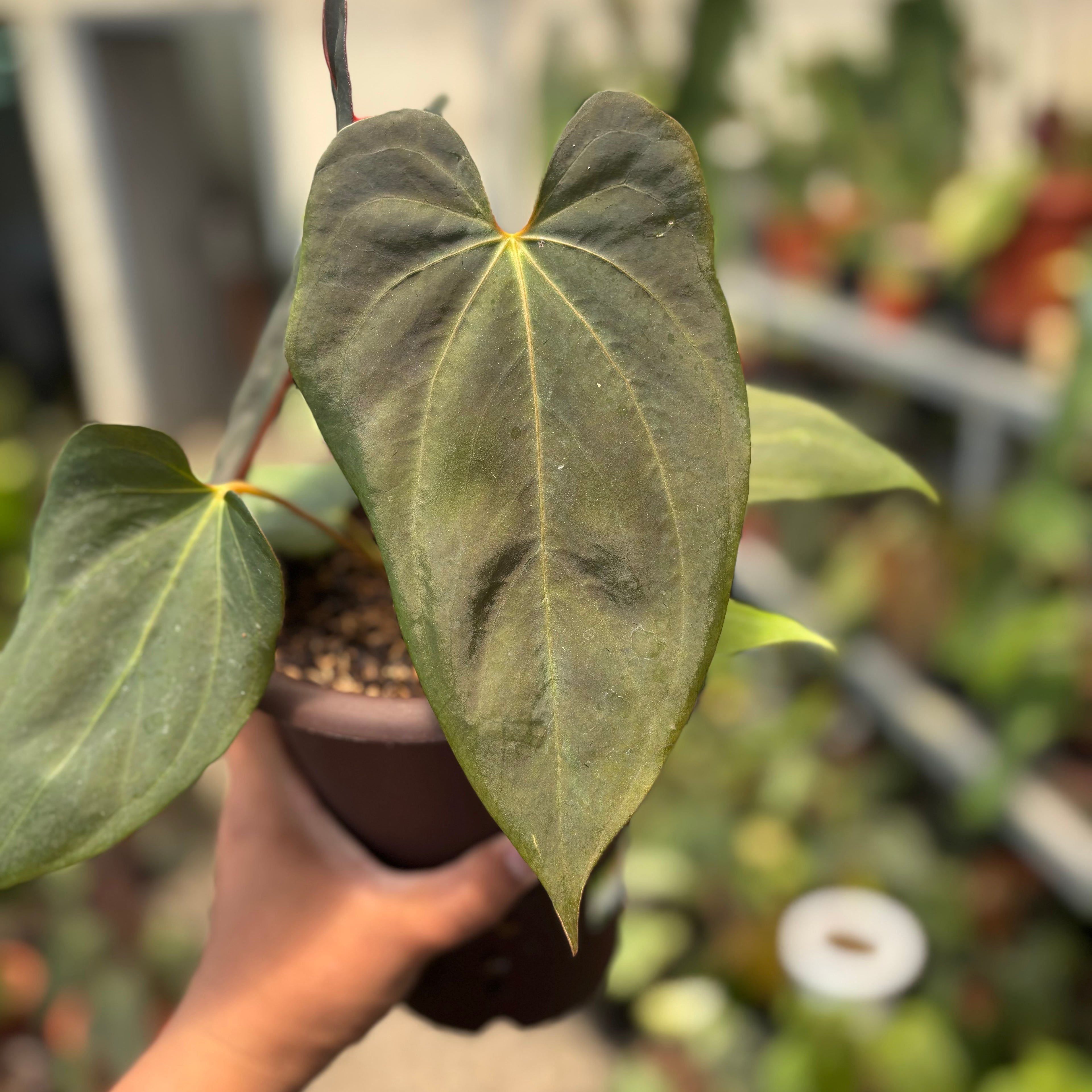 Anthurium Blood of Blue