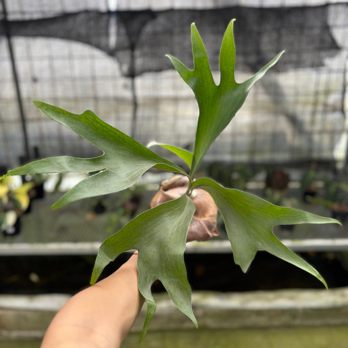 RP8-10 Platycerium Walichii