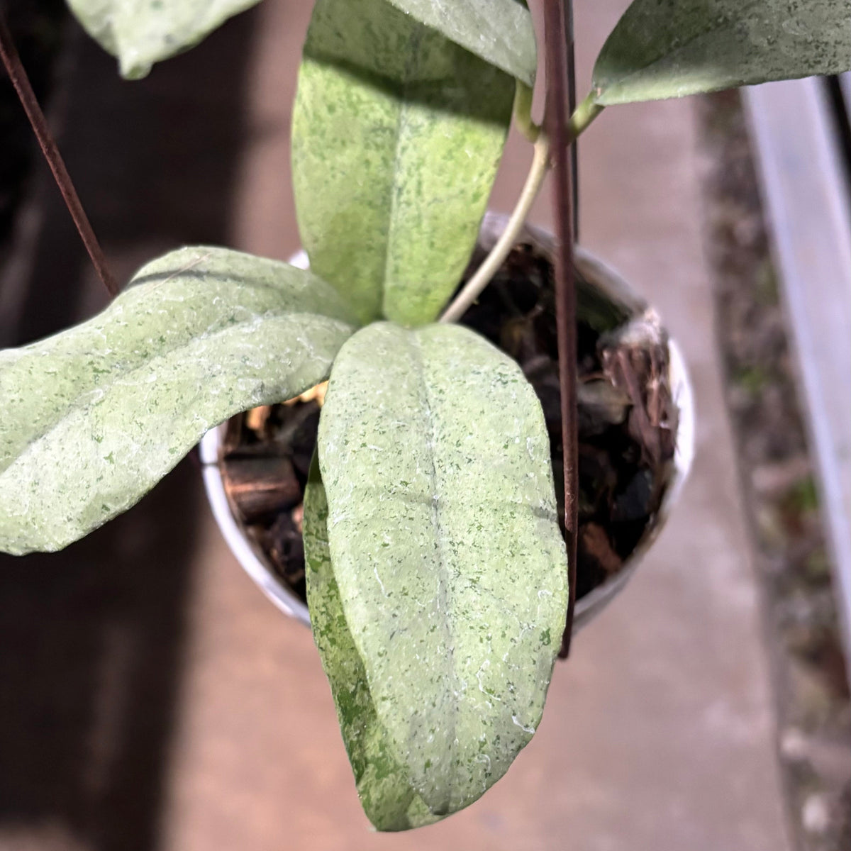 Hoya Ramona (AFF Vitellina x Callistophylla)
