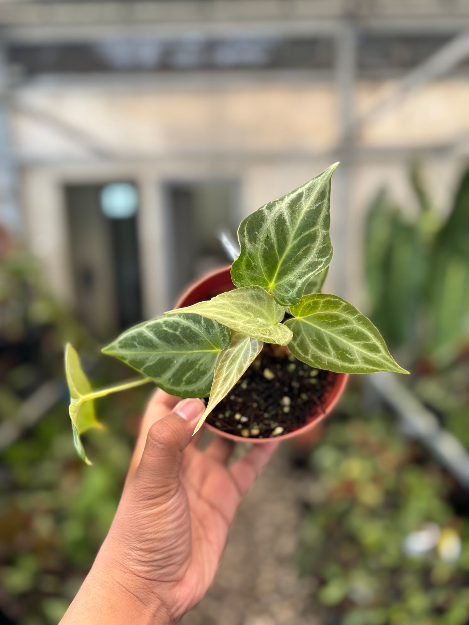 Anthurium Silver Tiger x Self