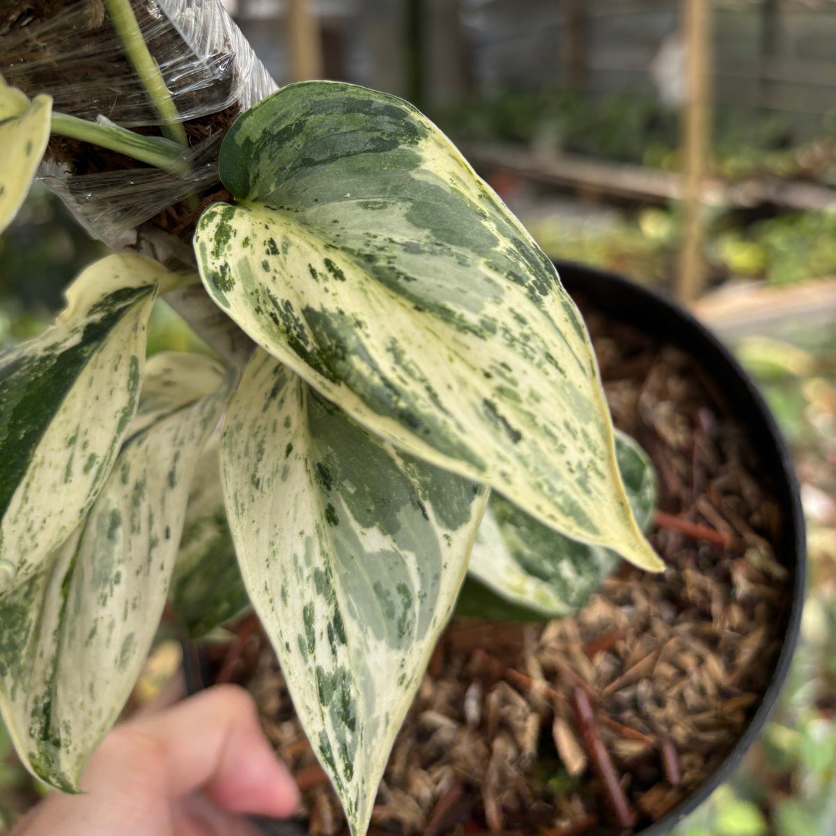 Scindapsus Exotica Albo