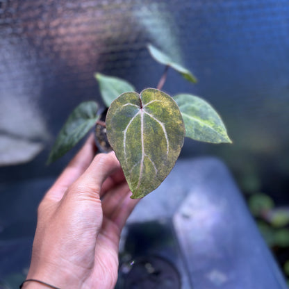RP39-10	Anthurium Black Venom x Michelle Variegated