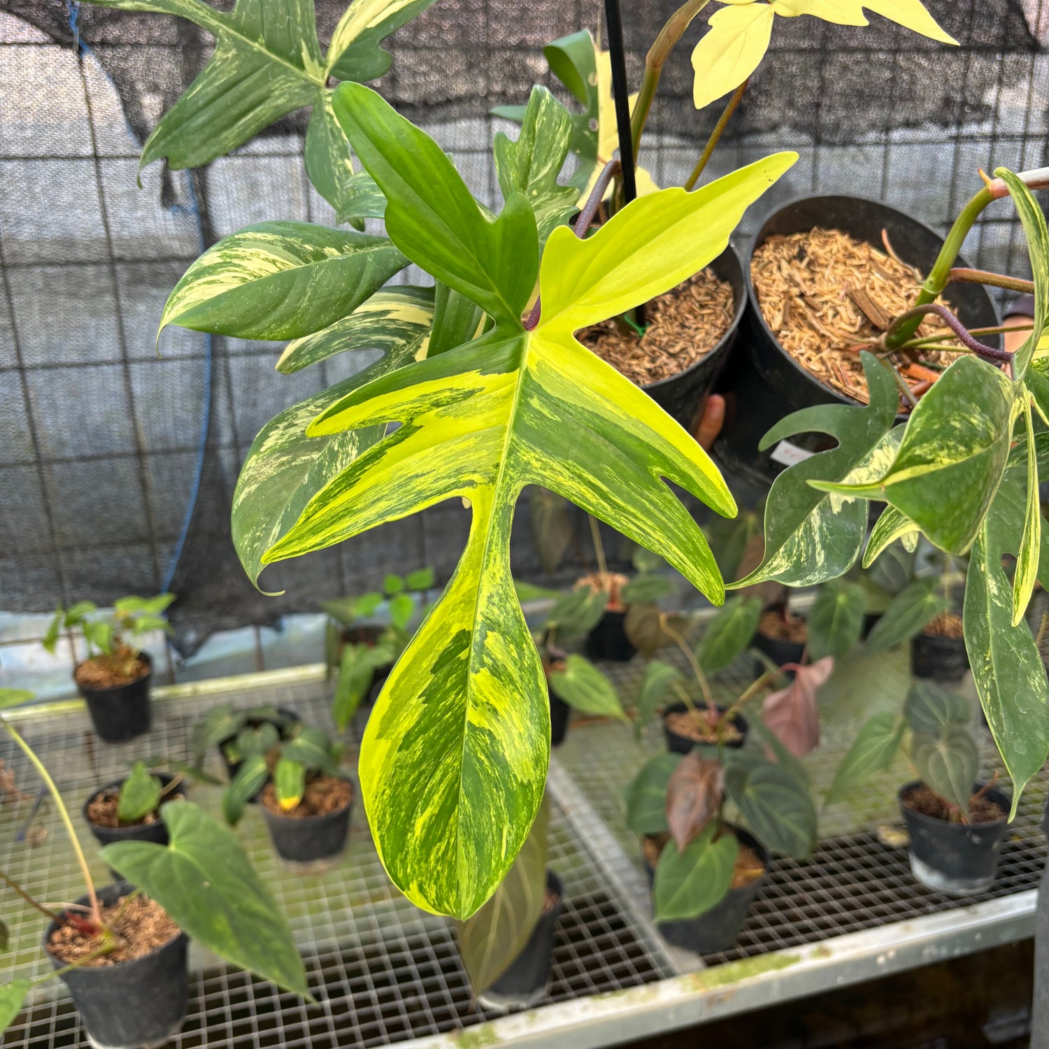 RP28-9 Philodendron Florida Beauty Mature Size (2 pcs)