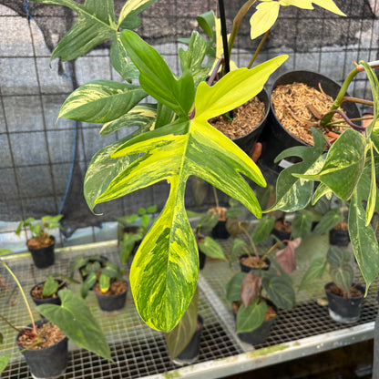 RP28-9 Philodendron Florida Beauty Mature Size (2 pcs)