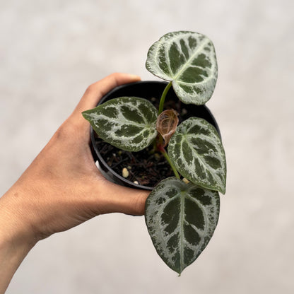Anthurium Diamond Shield