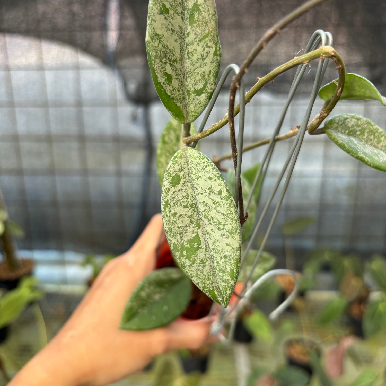 RP16-9 Hoya Carnosa Star Dust