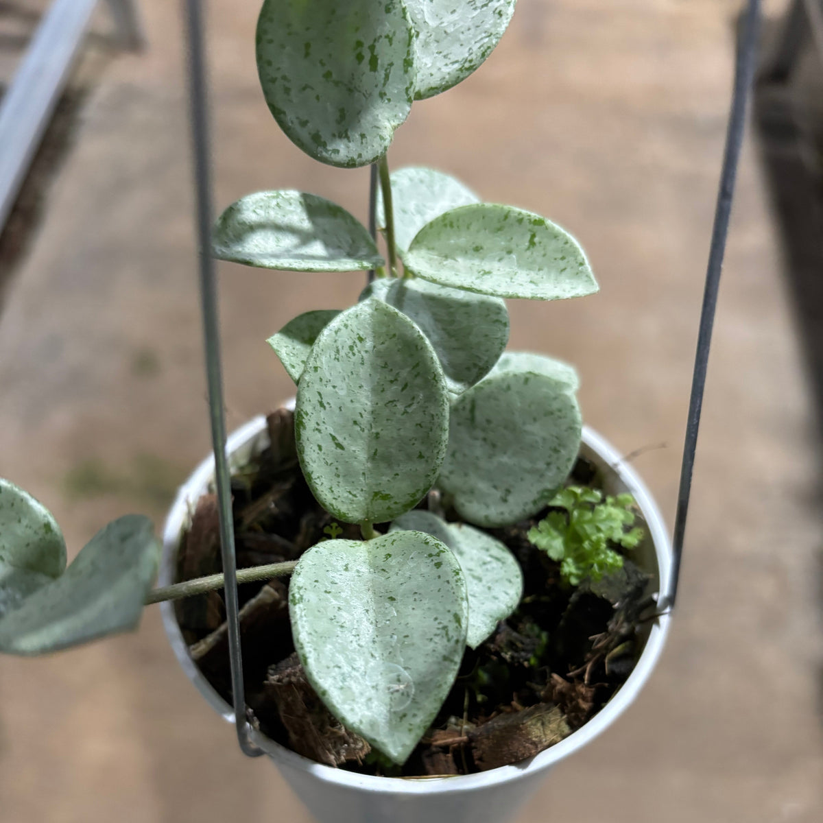 Hoya Mathilde Silver