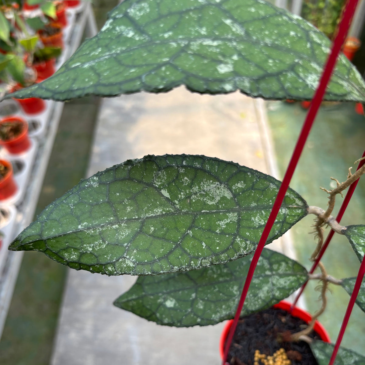 Hoya Clemensiorum Kemiri Gatot Kaca