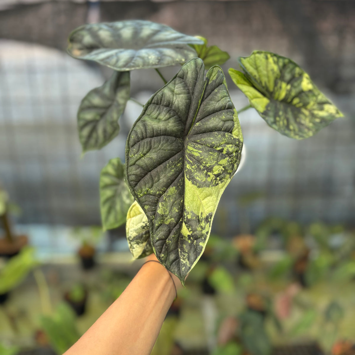 RP22-9 Alocasia Dragon Scale Variegated Mature Size