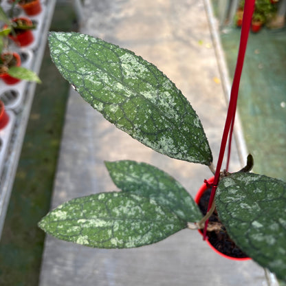 Hoya Clemensiorum Silver Splash