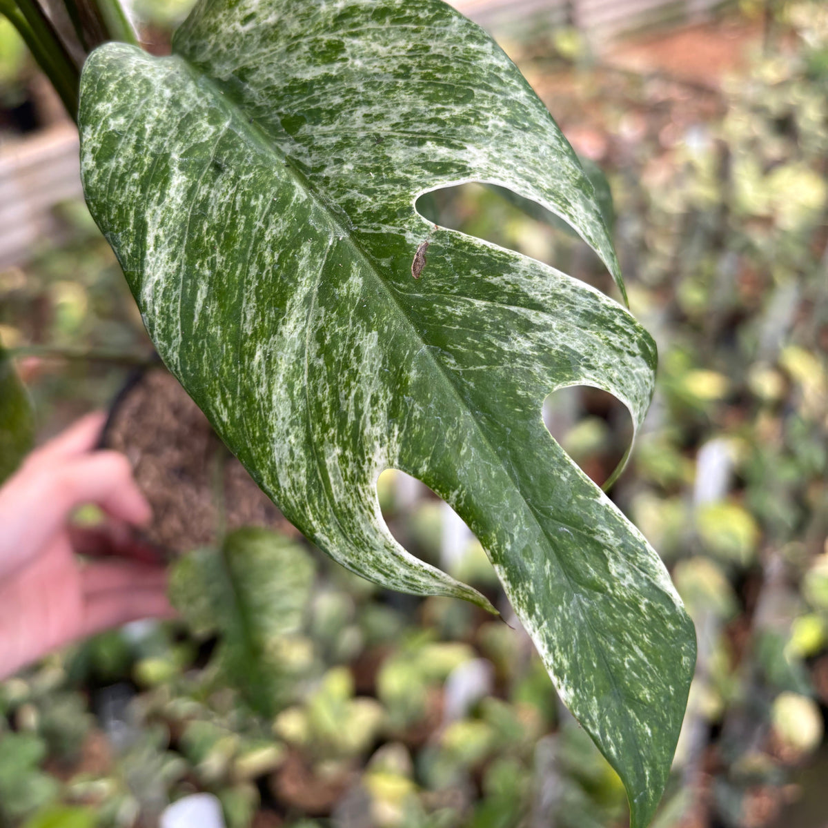 Epipremnum Pinnatum White Dagger