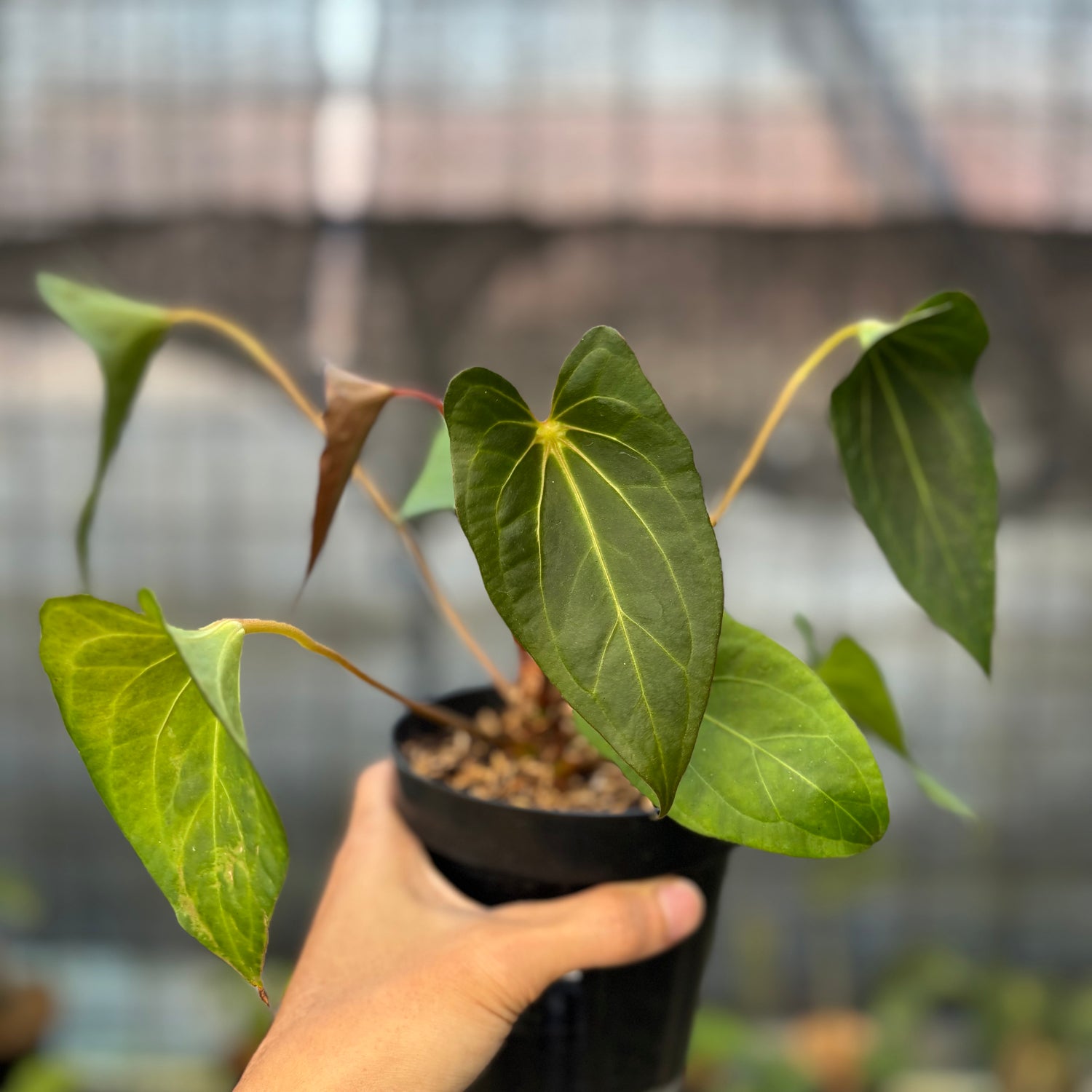 RP13-9 Anthurium Red Spider Selected