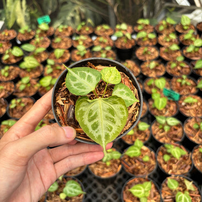Anthurium Magna Hellboy x Boogie