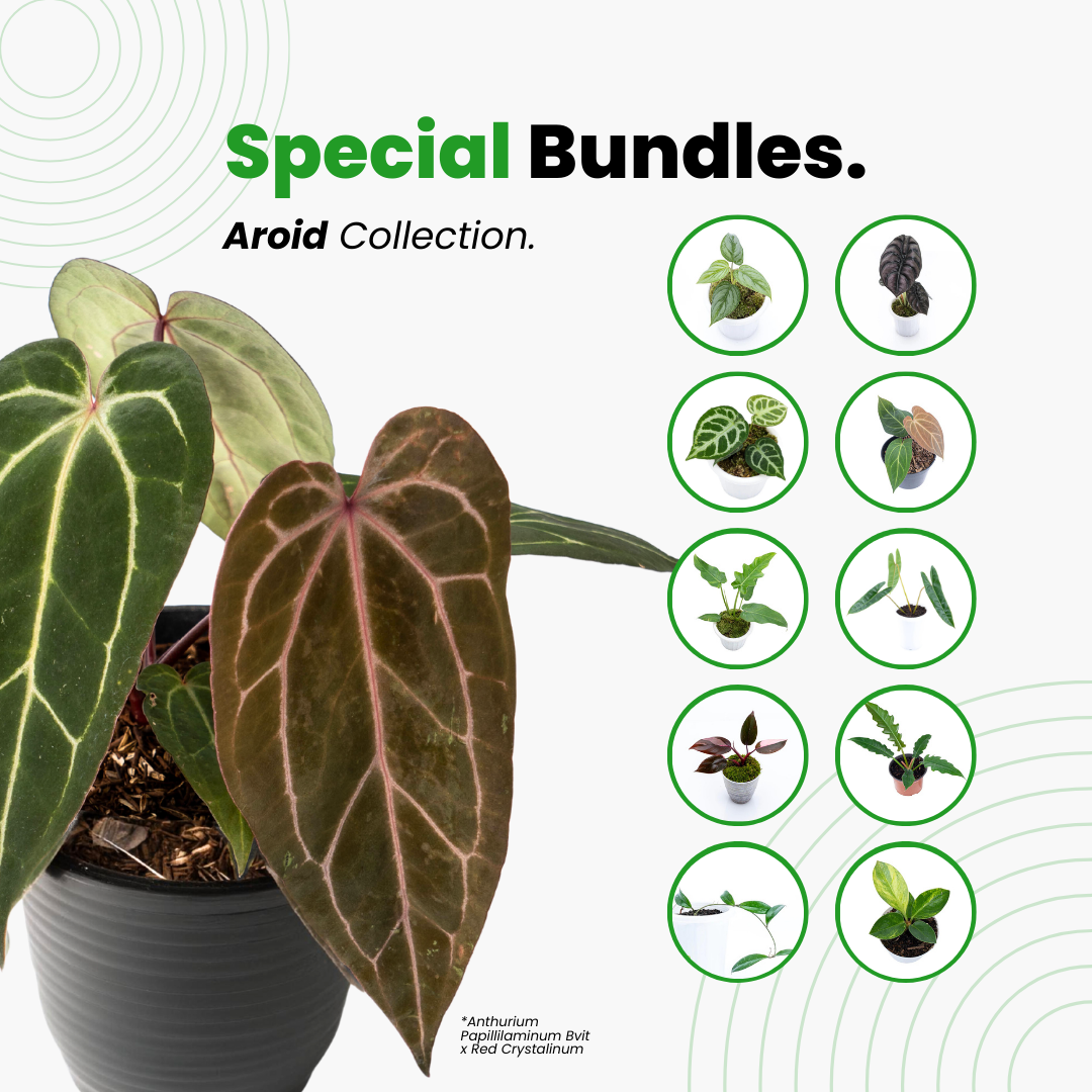 Aroid Special Bundle