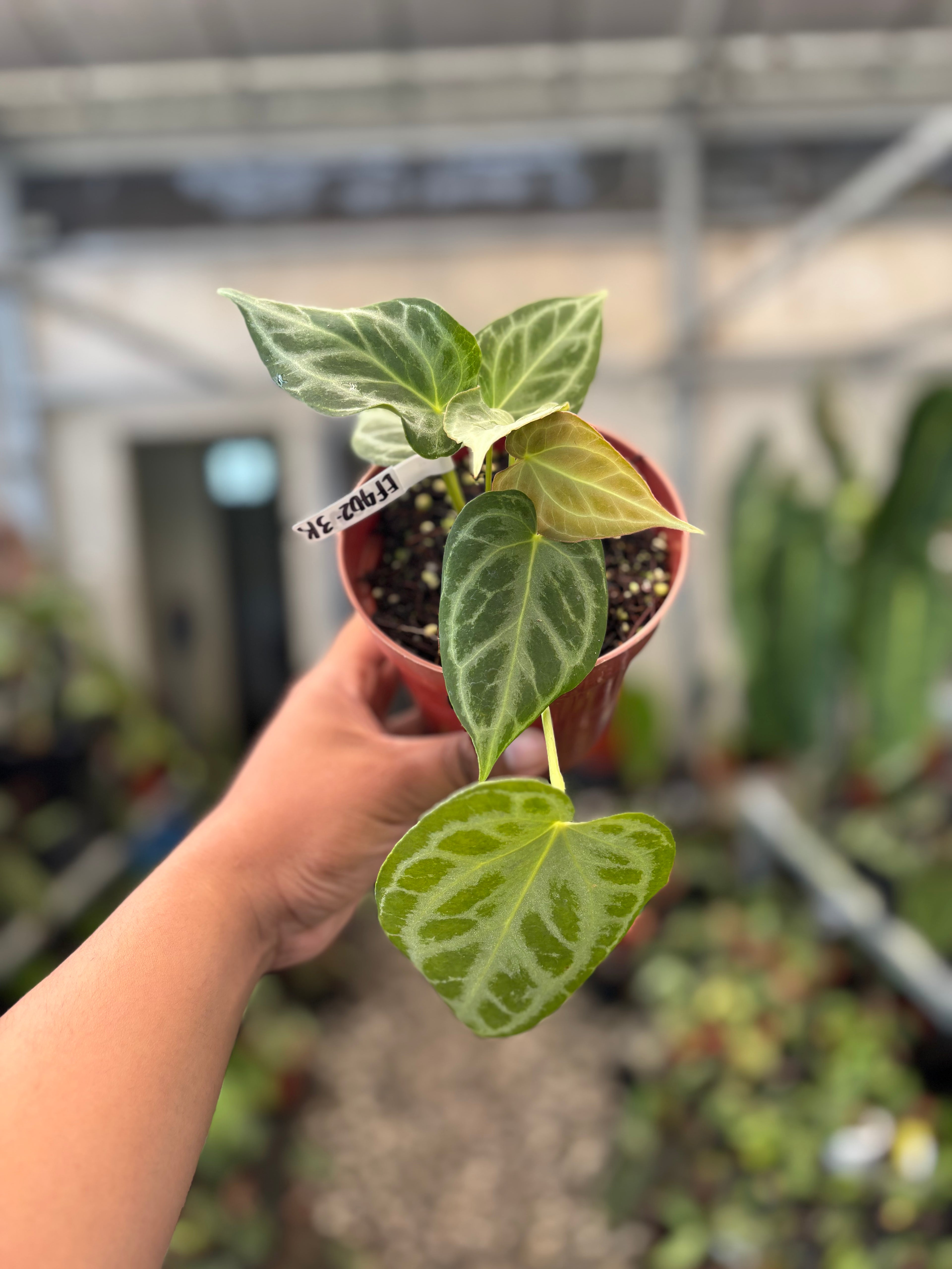 Anthurium Silver Tiger x Self