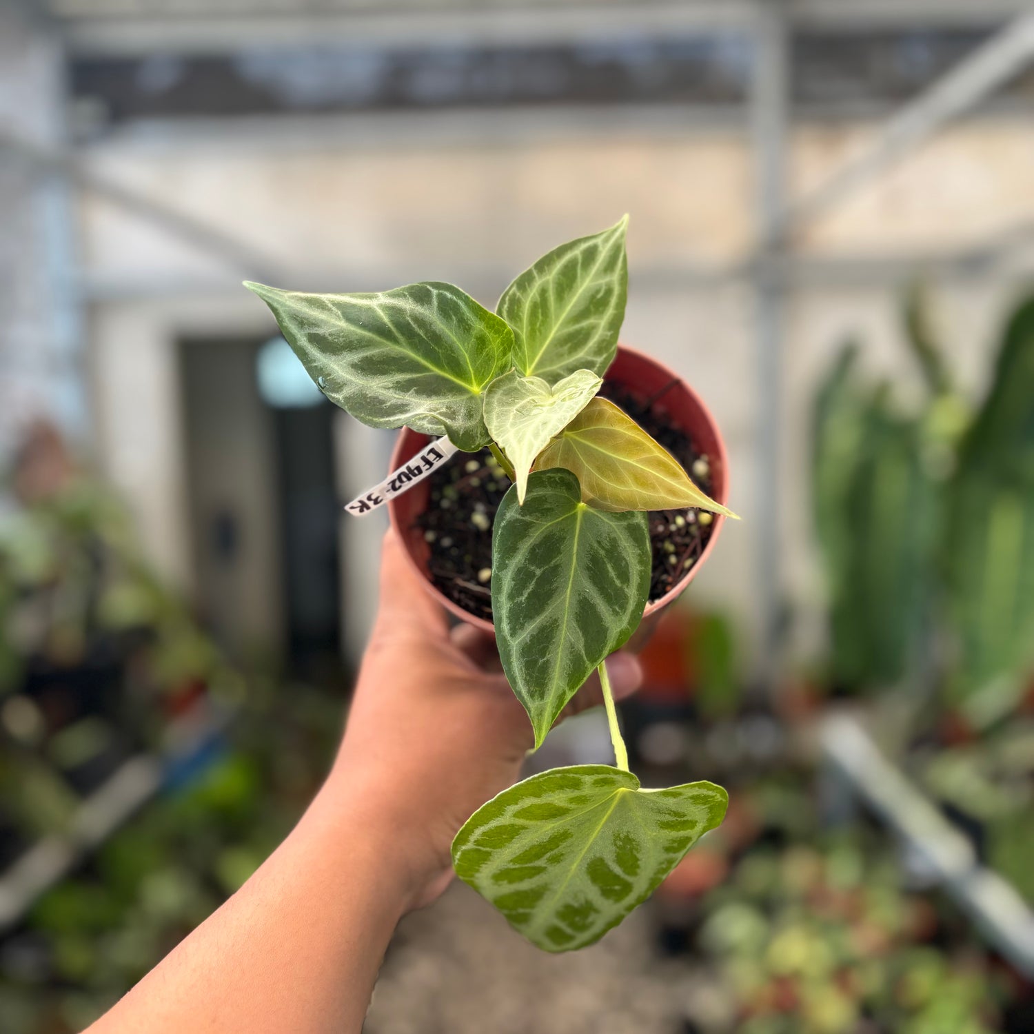 Anthurium Silver Tiger x Self