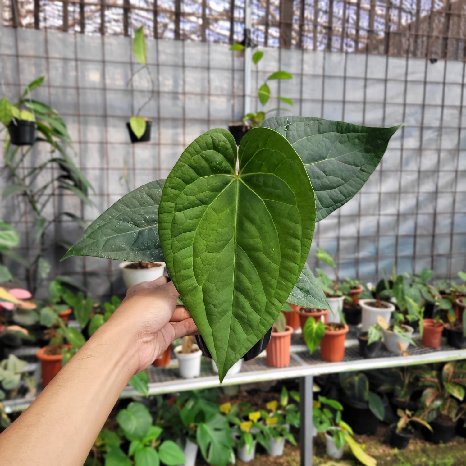 Anthurium Silver Chrome x Luxurian