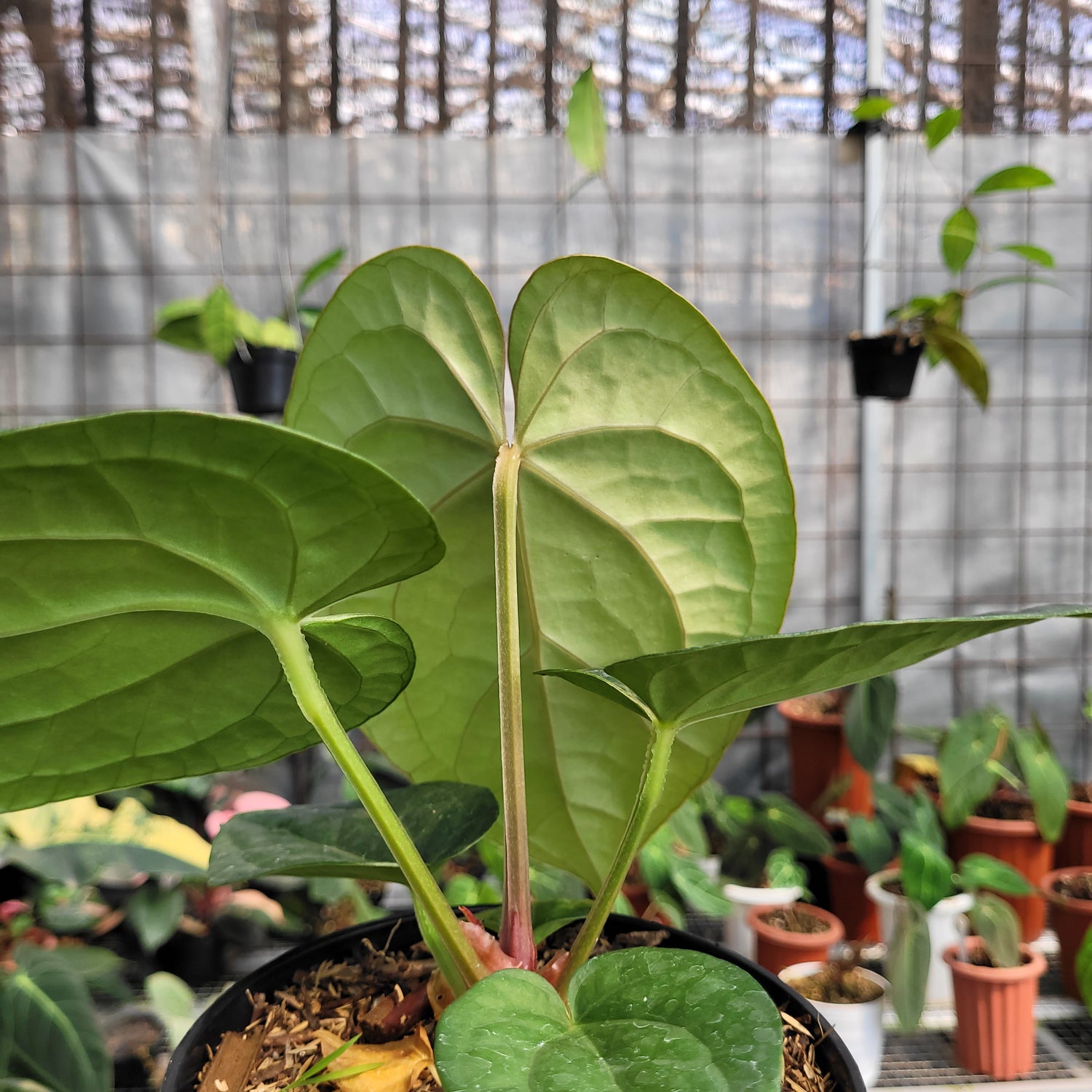 anthurium luxurians silver Anthurium Silver Chrome x Luxurian – Greenspaces.id