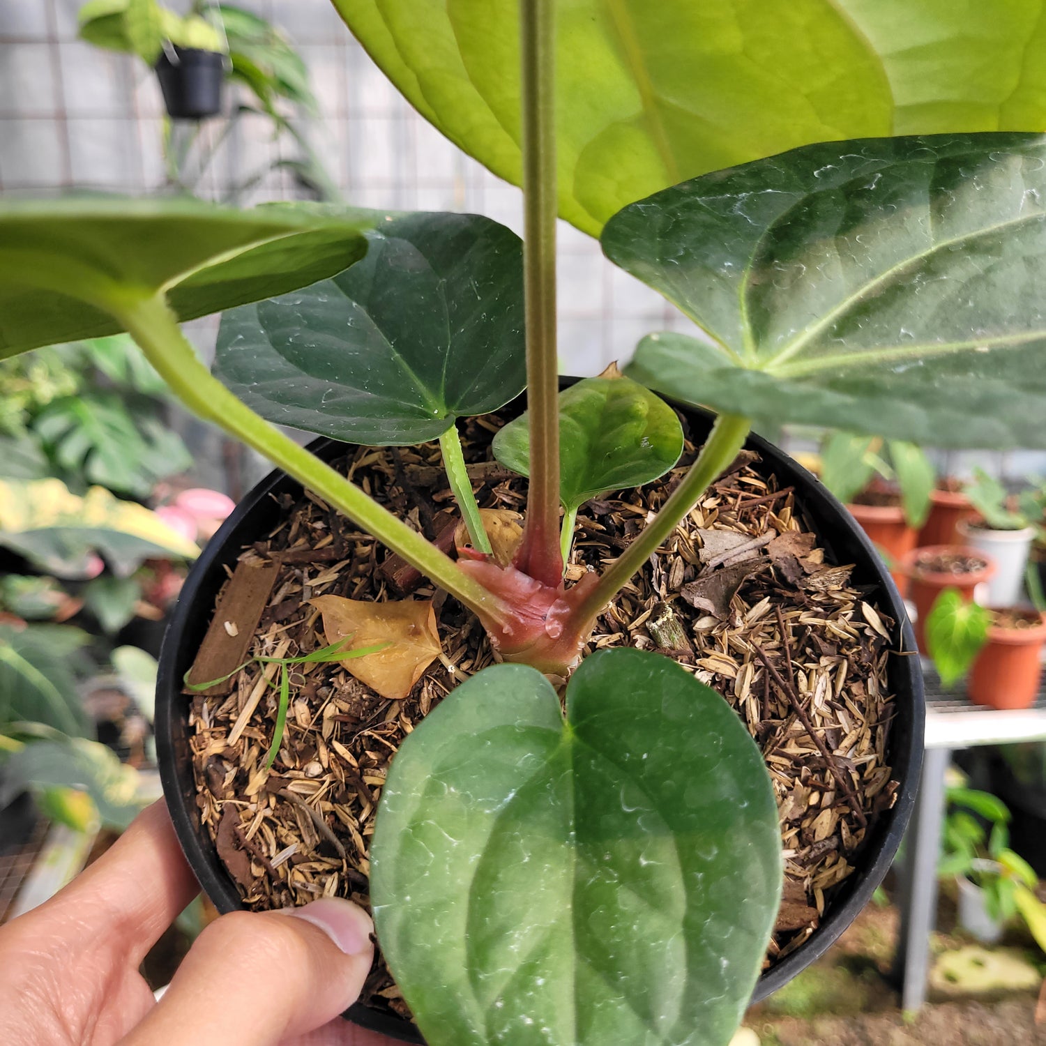 anthurium luxurians silver Anthurium Silver Chrome x Luxurian – Greenspaces.id