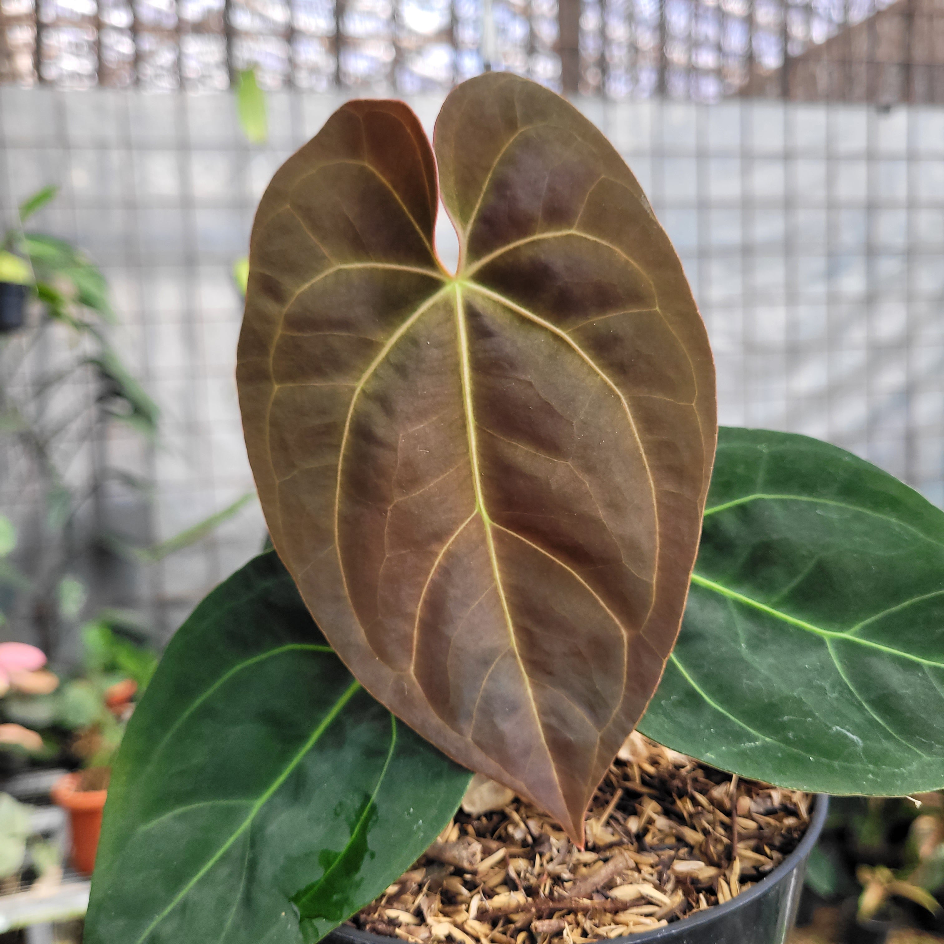 Anthurium dressleri indo type x Blue xone