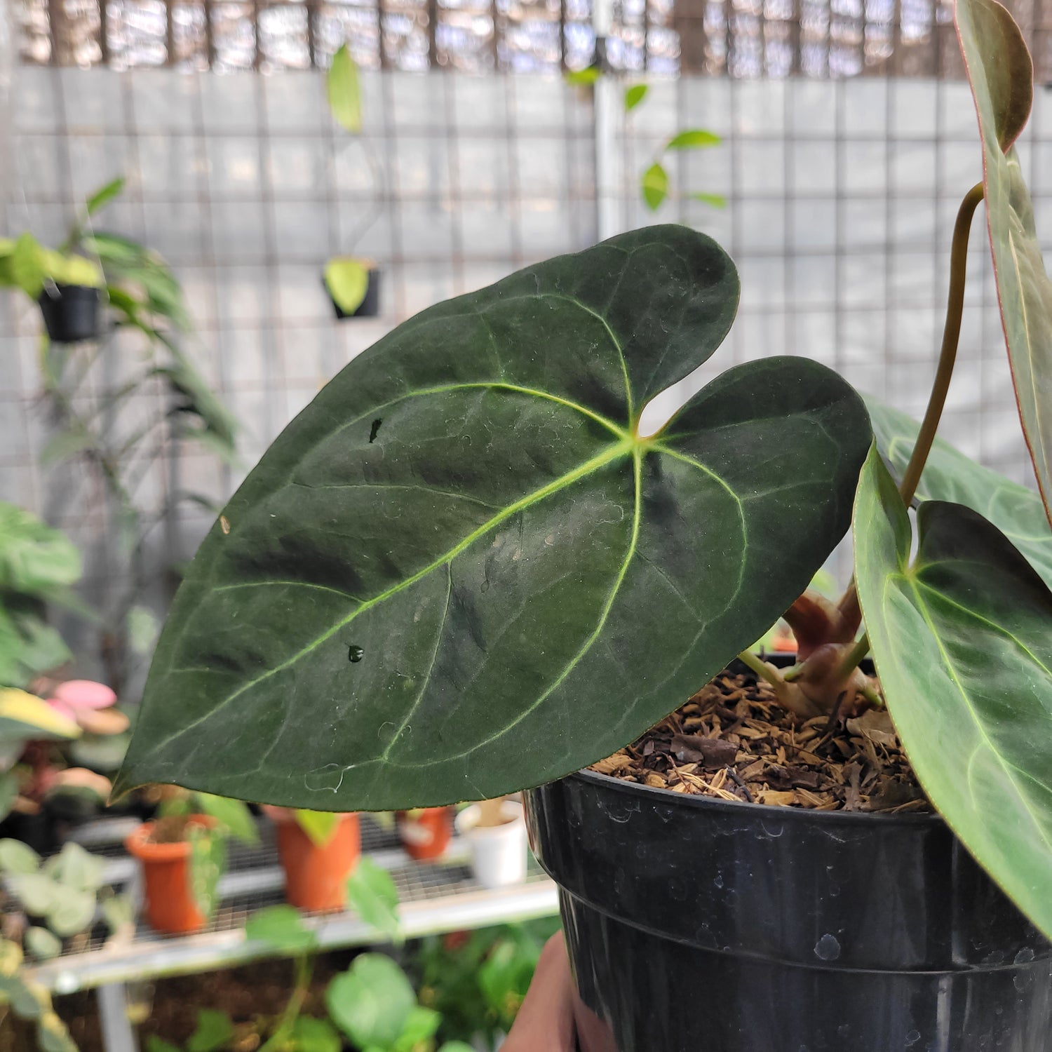 anthurium dressleri x Anthurium dressleri indo type x Blue xone – Greenspaces.id