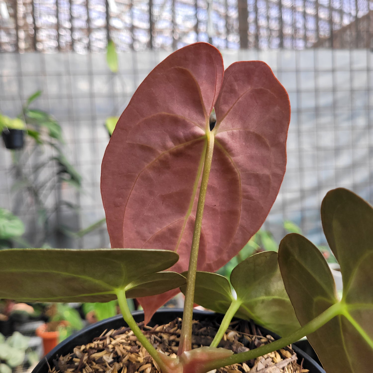 Anthurium dressleri indo type x Blue xone