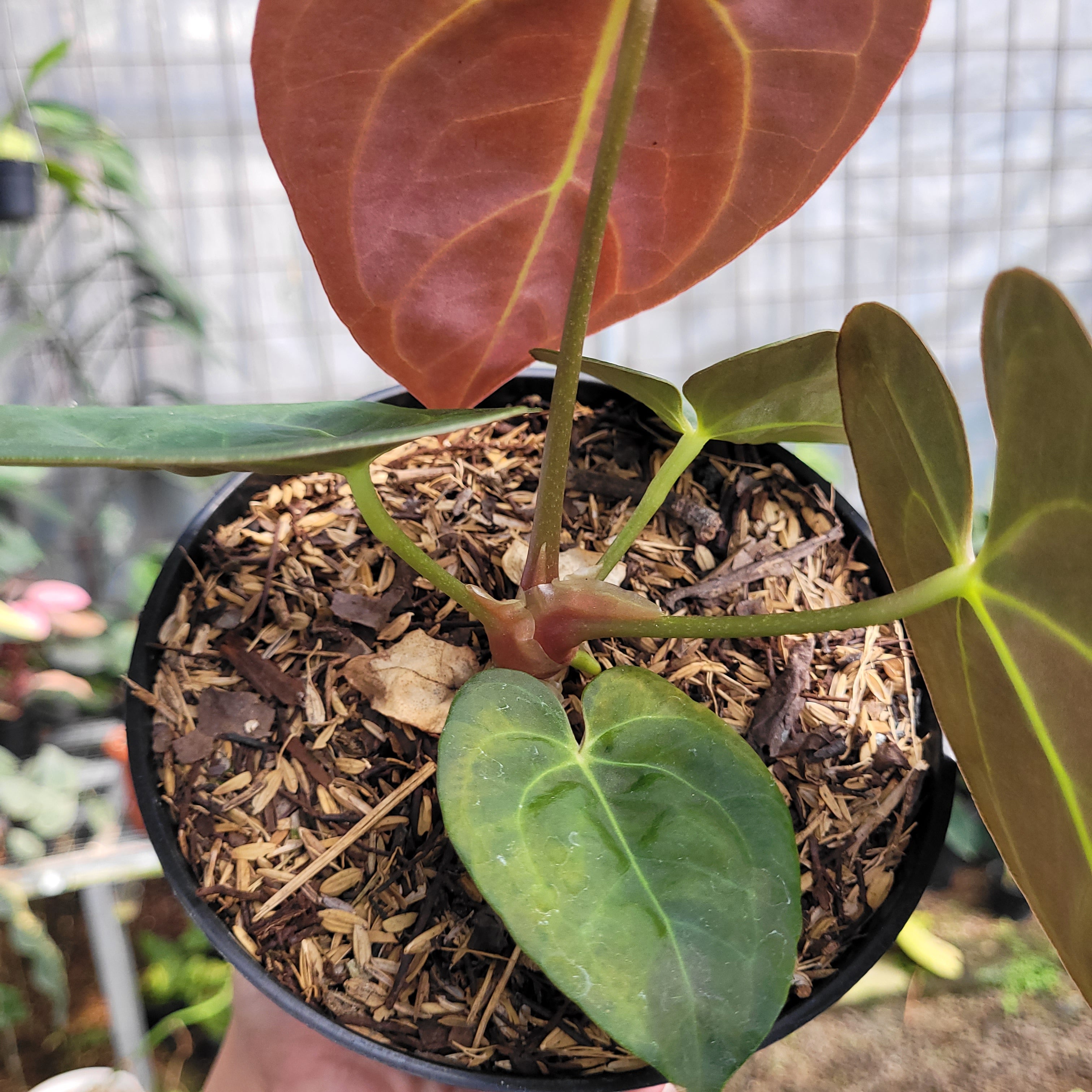 Anthurium dressleri indo type x Blue xone