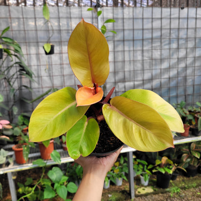 tanaman philodendron Philodendron Orange Juice – Greenspaces.id