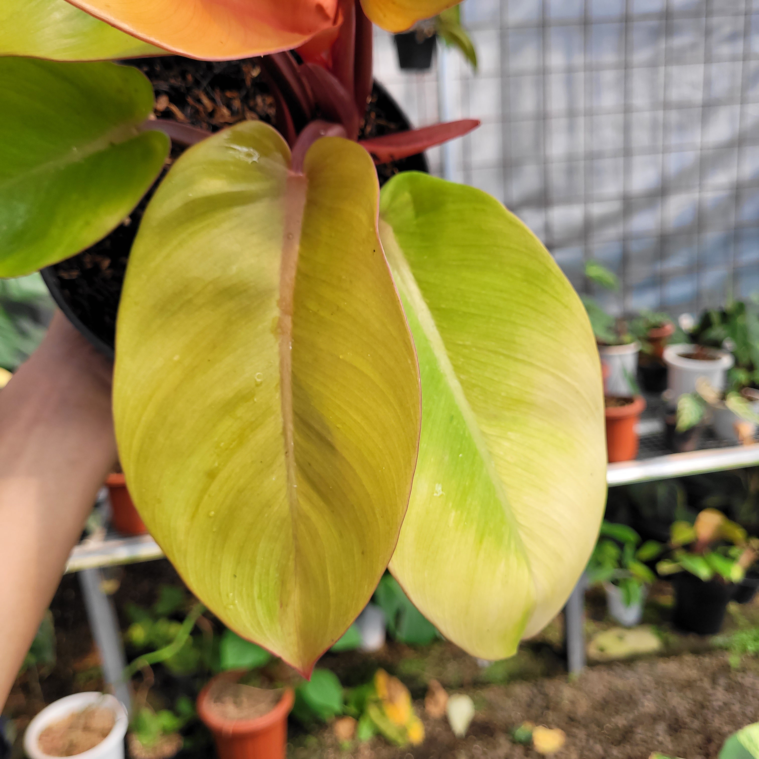 Philodendron Orange Juice