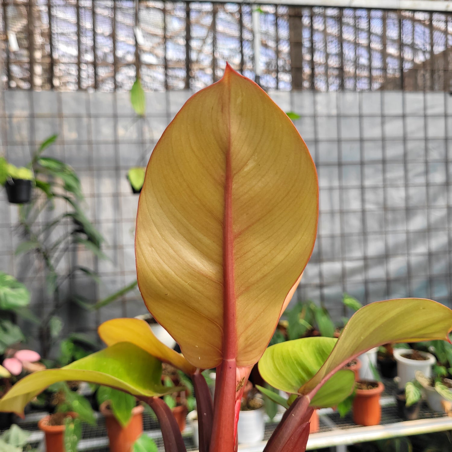 Philodendron Orange Juice