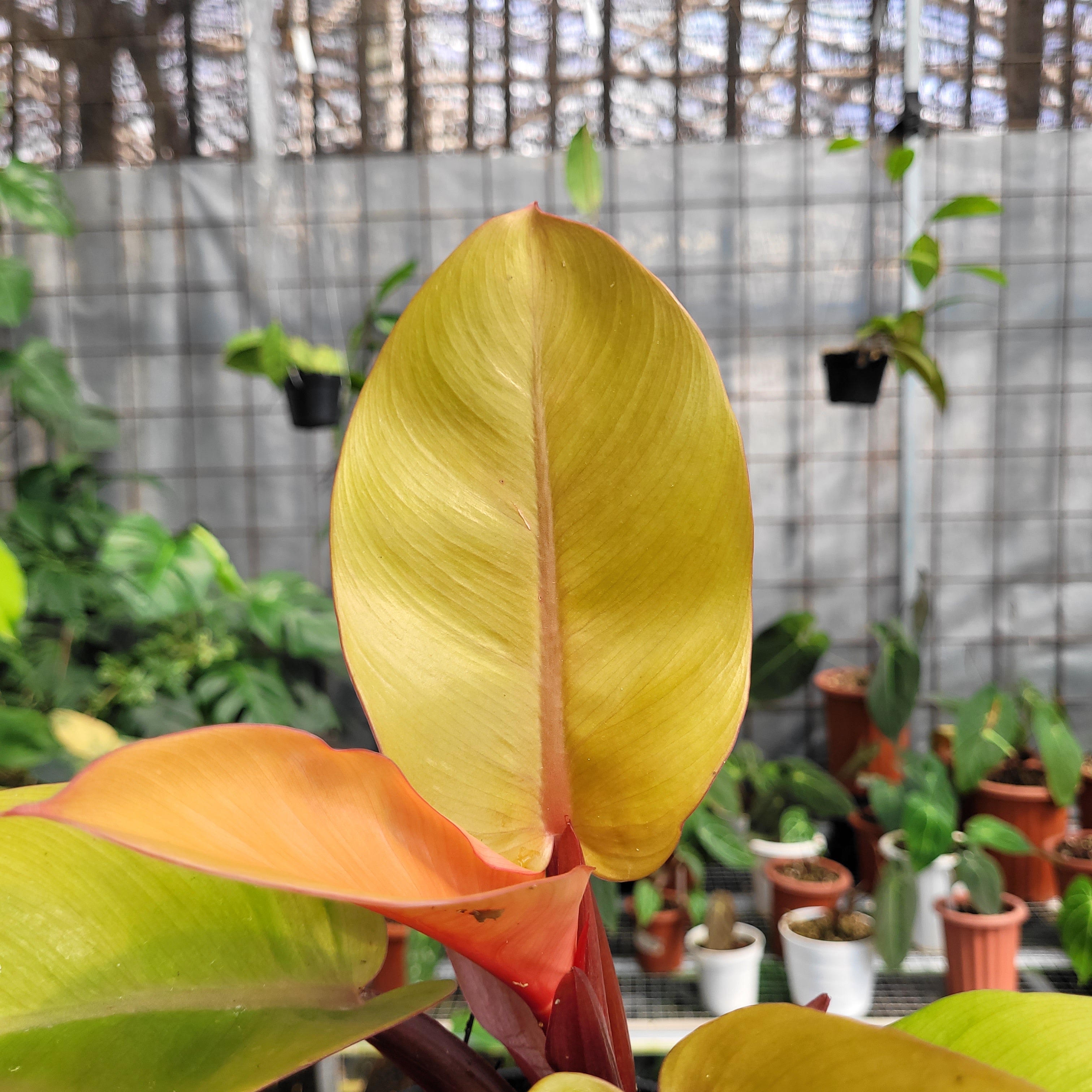 Philodendron Orange Juice