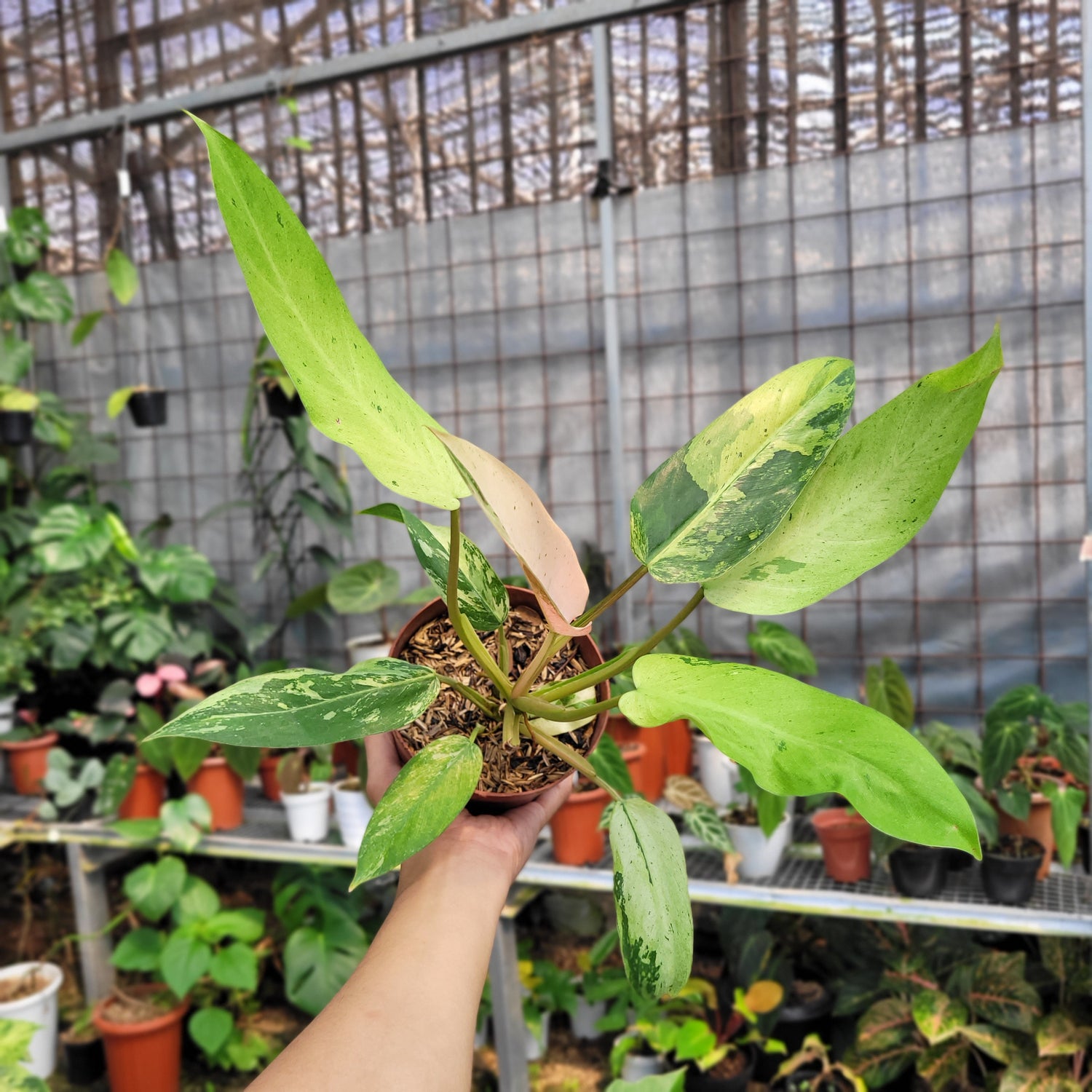 Philodendron Whipple Way Variegated