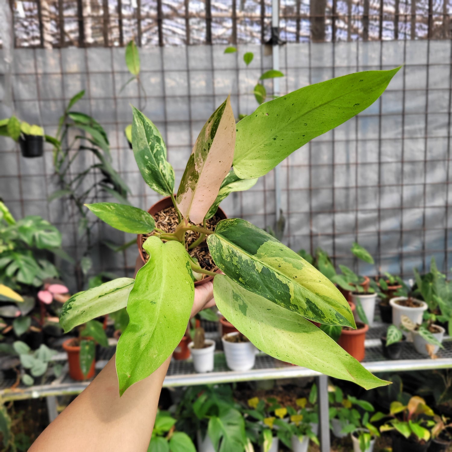 Philodendron whipple way variegated