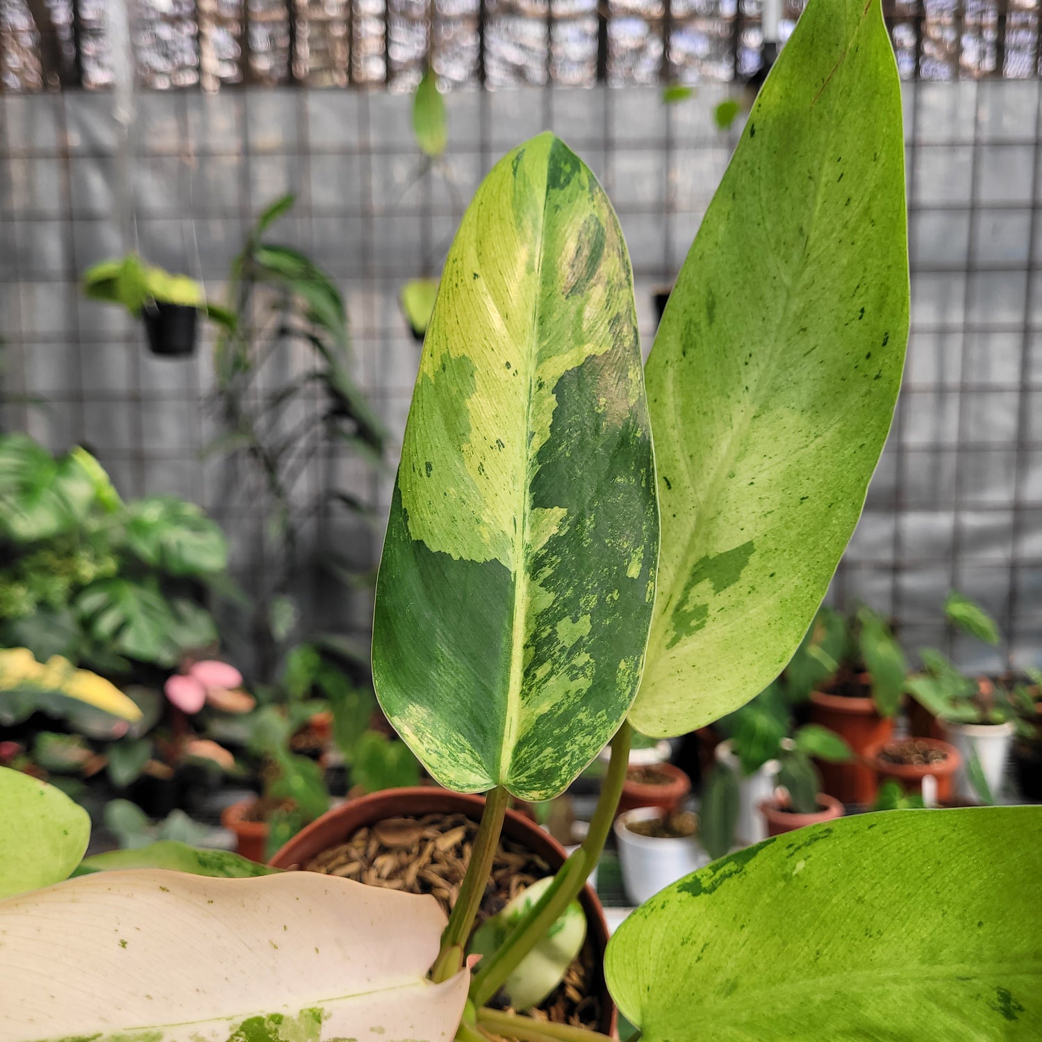 Philodendron whipple way variegated