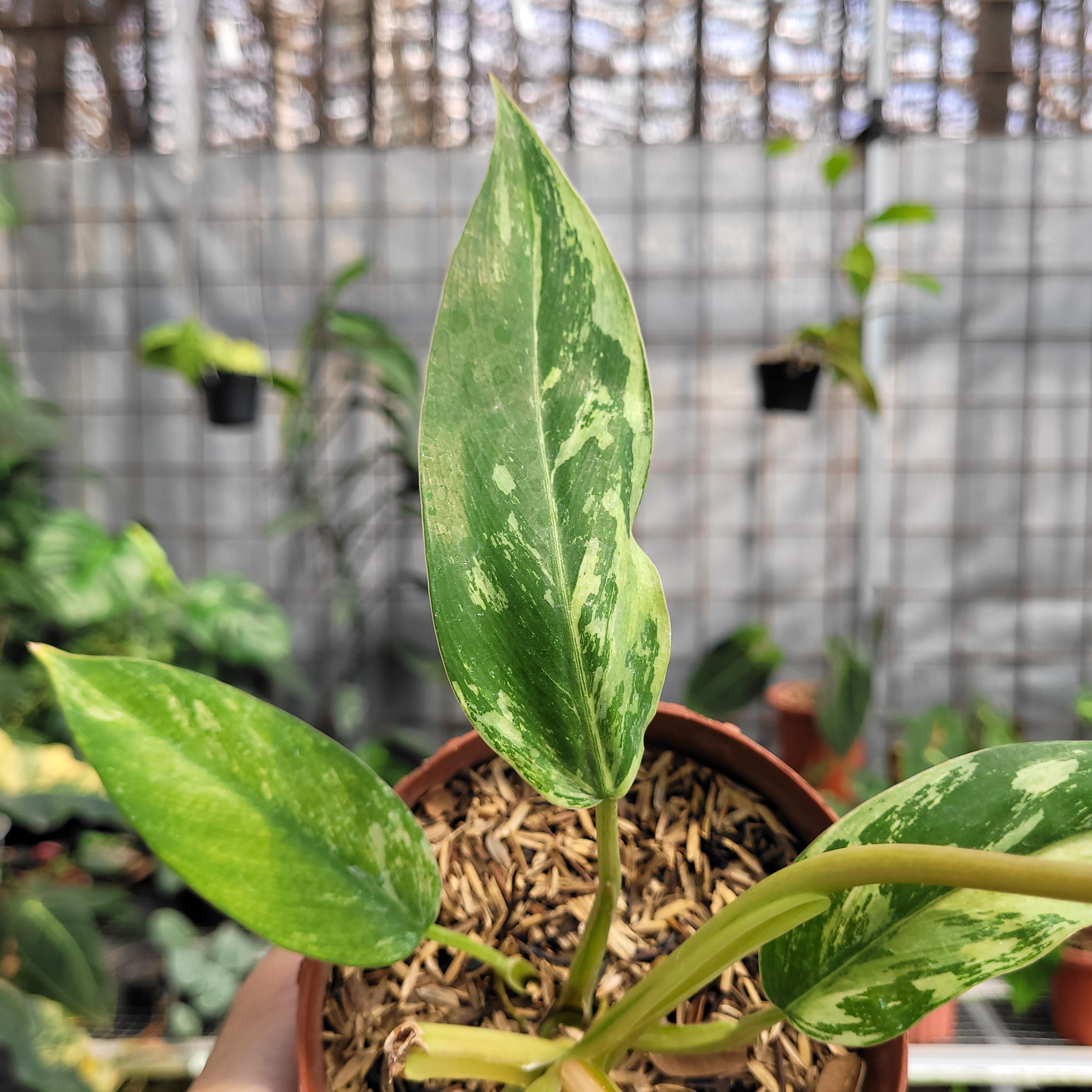 Philodendron Whipple Way Variegated