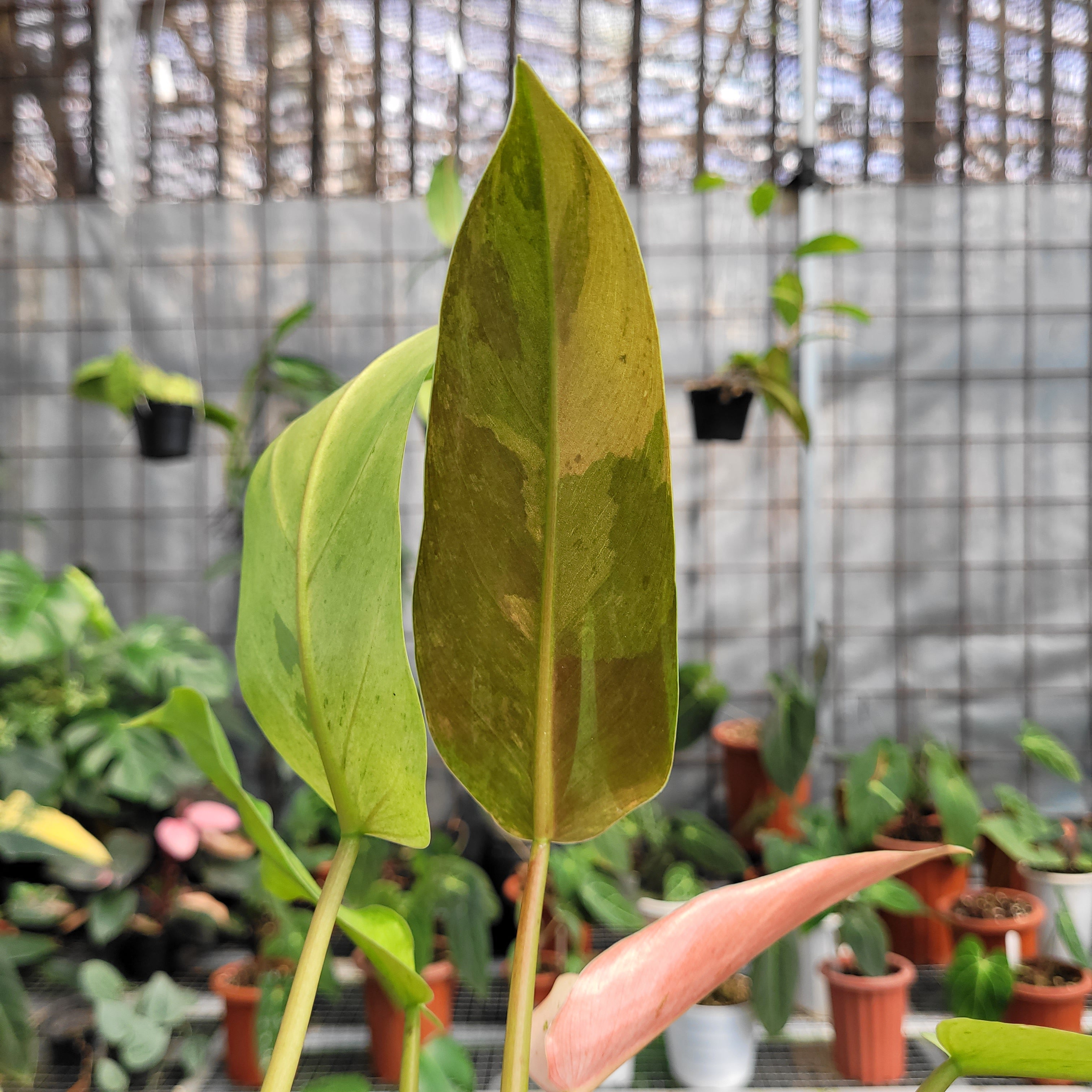 Philodendron whipple way variegated