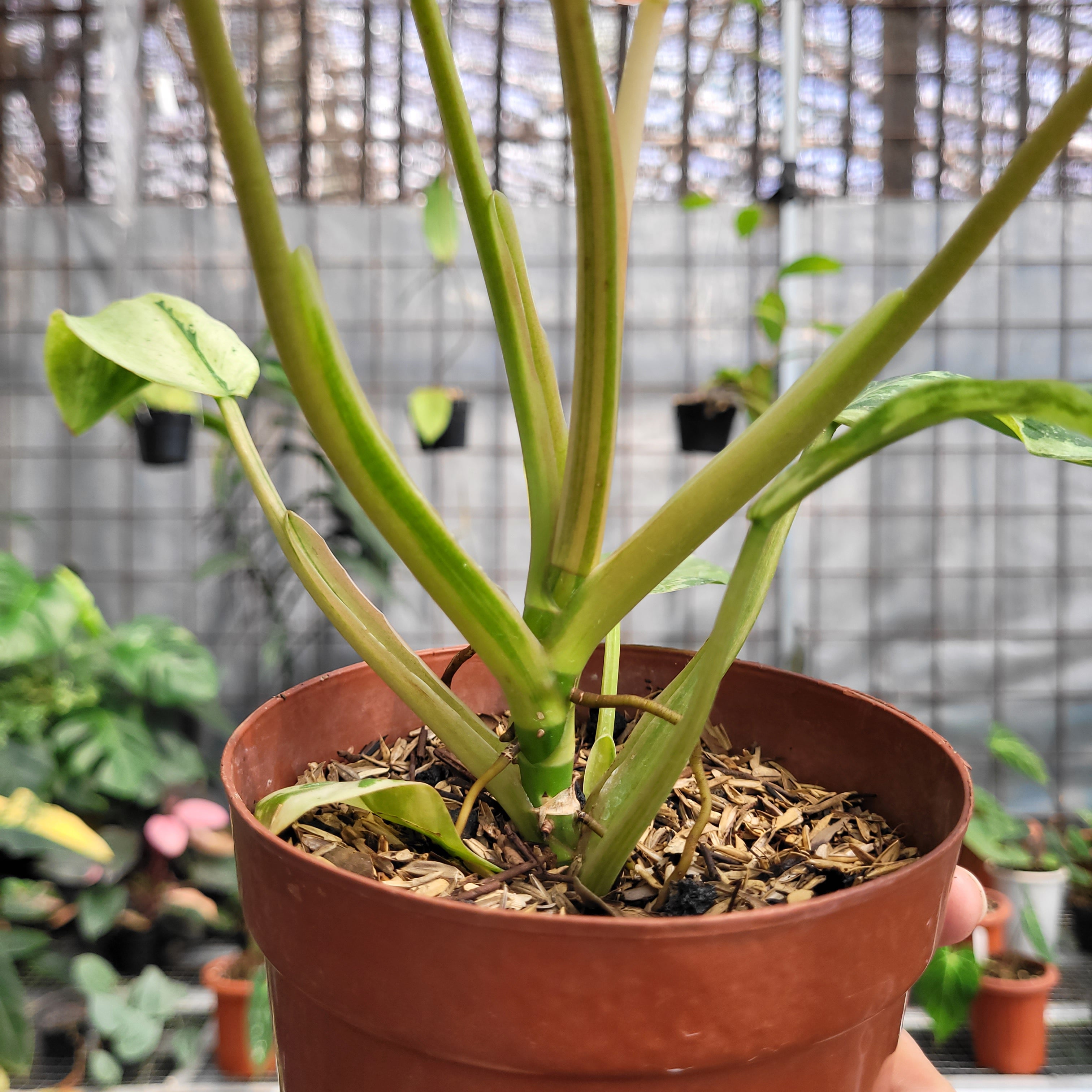 Philodendron Whipple Way Variegated