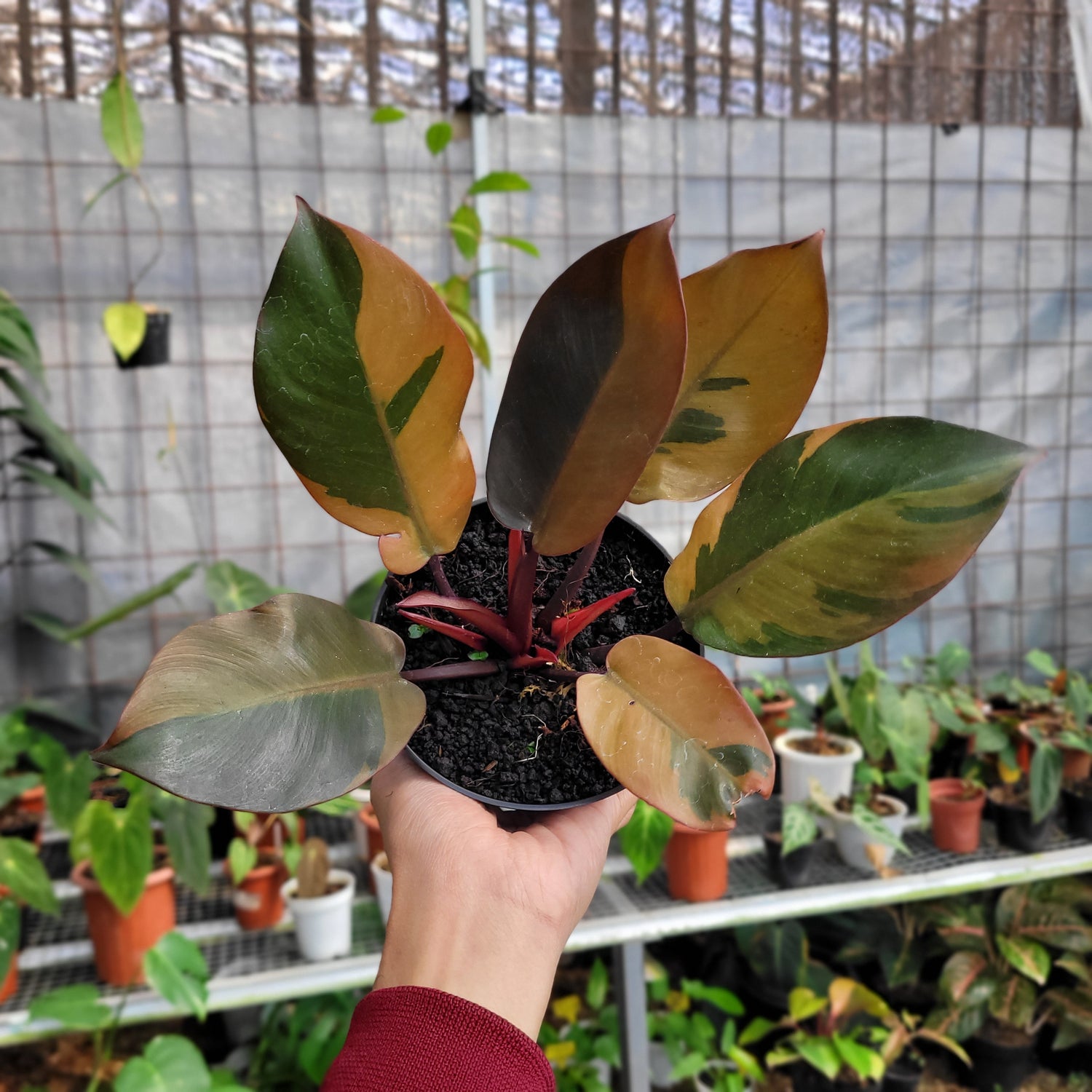 Philodendron Black Cardinal Variegated