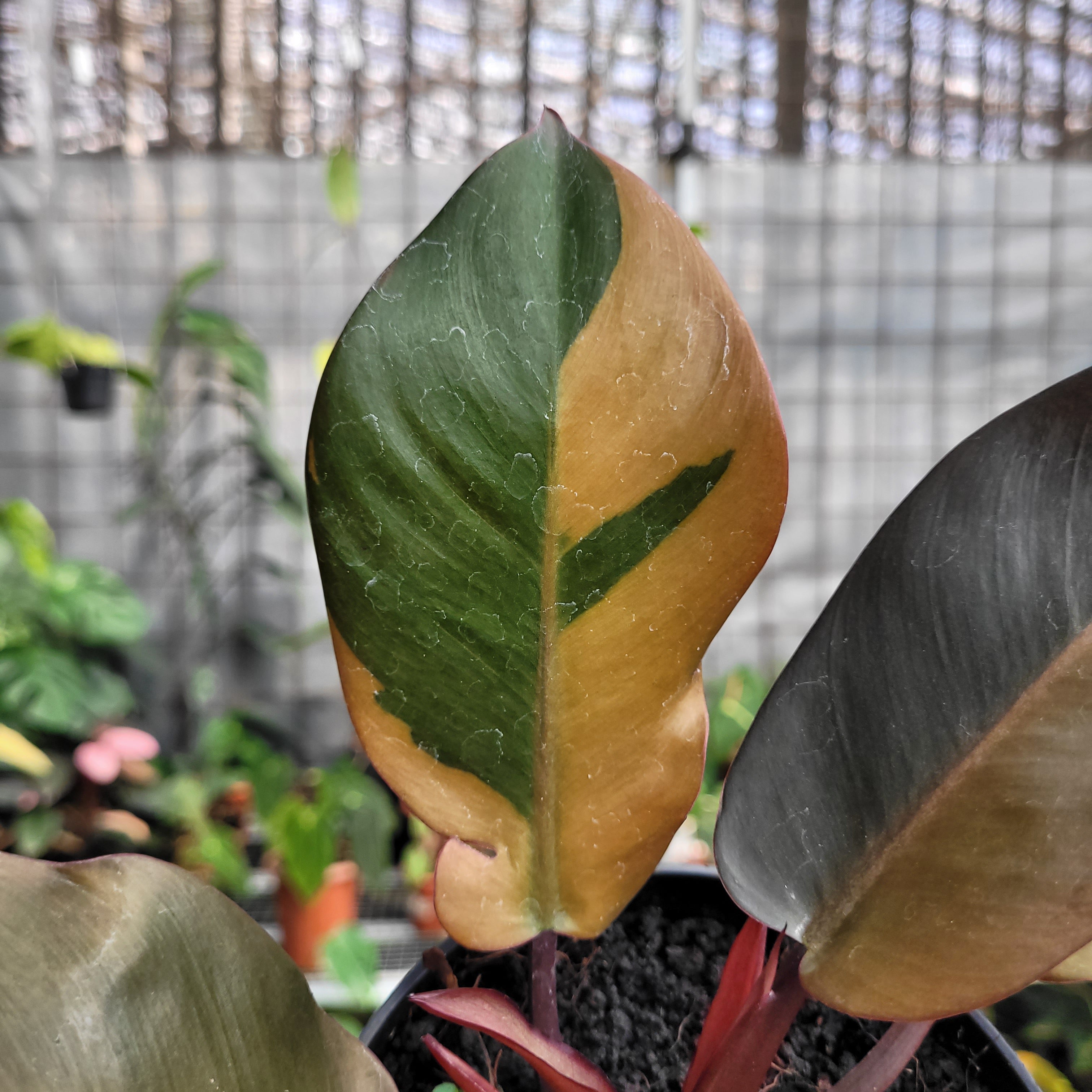 Philodendron Black Cardinal Variegated