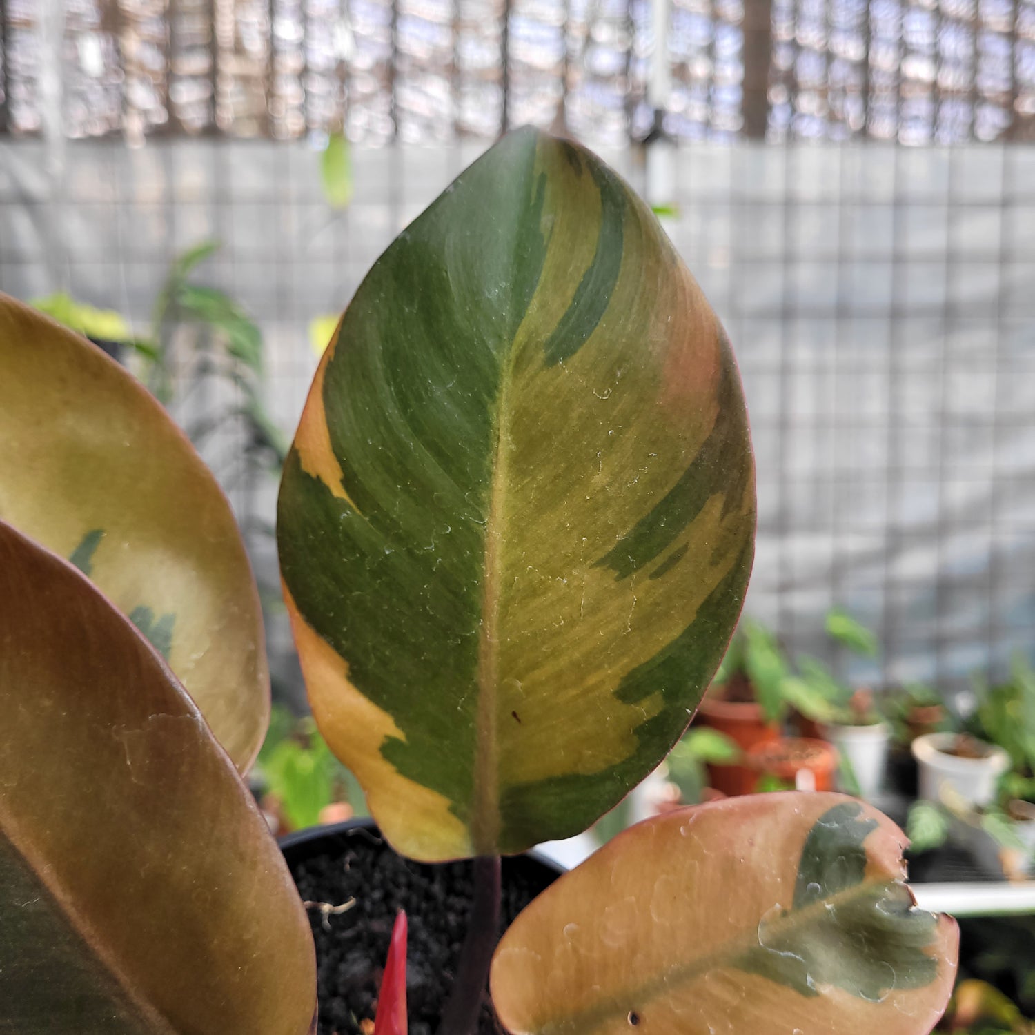 Philodendron Black Cardinal Variegated